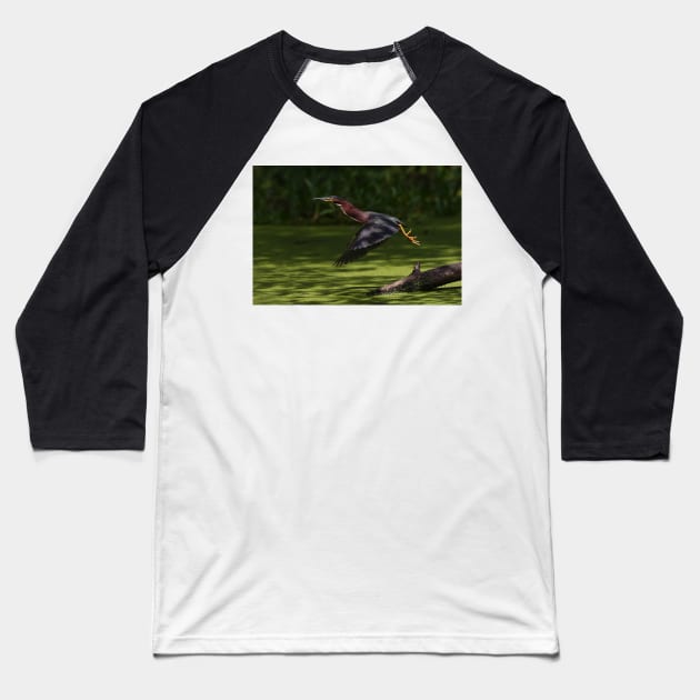 Green Heron Liftoff Baseball T-Shirt by Jim Cumming